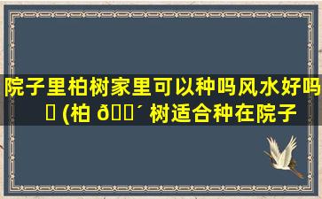 院子里柏树家里可以种吗风水好吗 ☘ (柏 🐴 树适合种在院子里吗)
